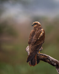 eurasian marsh harrier or Circus spilonotus portrait or closeup at keoladeo national park or bharatpur bird sanctuary rajasthan india large bird of prey perched with natural green background in winter