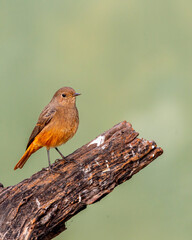 Black redstart or Phoenicurus ochruros at keoladeo national park bharatpur bird sanctuary rajasthan india. beautiful bird closeup or portrait with natural green background in winter season migration