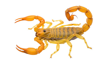 Isolated scorpion, orange arachnid with curved tail with stinger, a poisonous arthropod