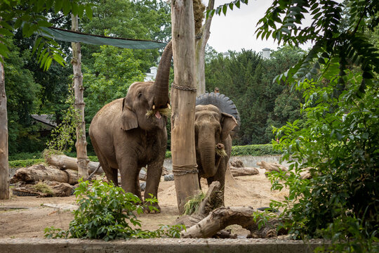 Two indian elephants (Elephas maximus indicus) eating hay in the zoological garden.