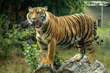 A young roaring bengal tiger standing on a tree trunk. 