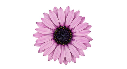 Isolated blooming pink daisy flower with dark center, delicate petals, springtime beauty