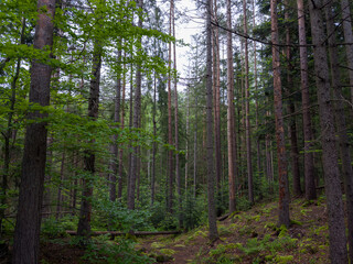 Naklejka premium Section of deciduous and conifers forest in overcast day