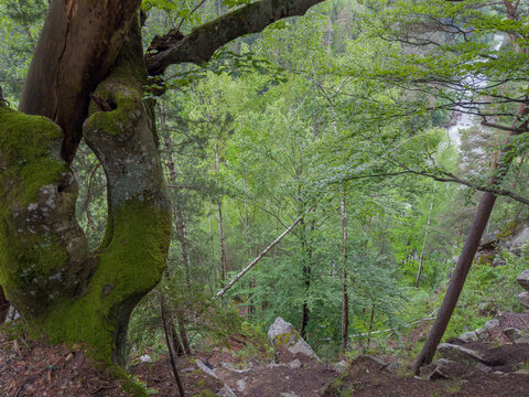 Branches and trunks of different trees growing on mountain slope