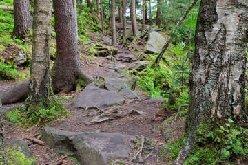 Tourist pathway in forest on mountain slope in overcast day