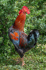 Portrait of a red and black rooster on a farm
