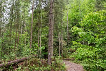 Tourist pathway in a mountain forest in summer overcast day