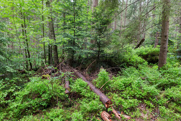 Section of mountain forest with undergrowth of blueberry in overcast