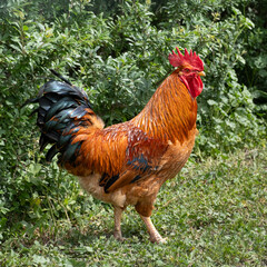 Beautiful rooster with brightly colored feathers