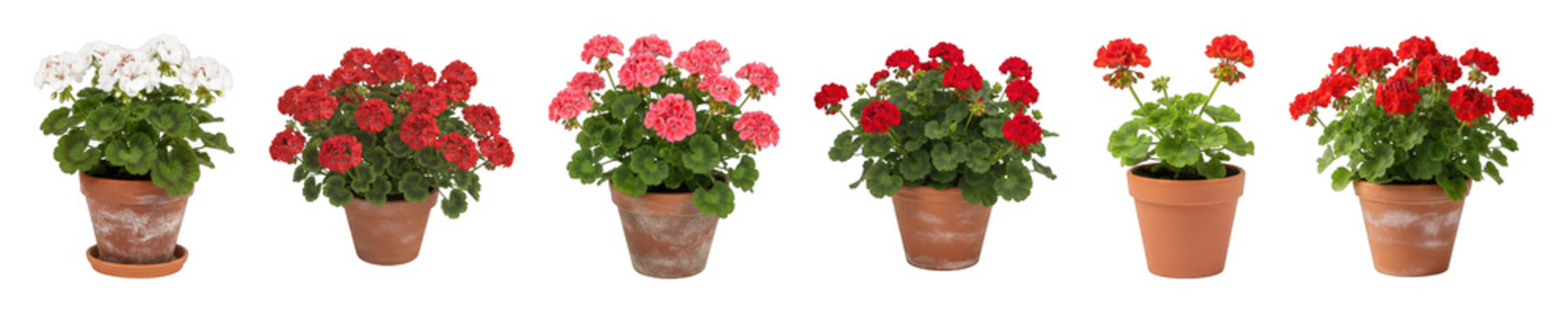 Potted geranium flower set including white, pink, and red blooms isolated. Gardening and home decoration collection.