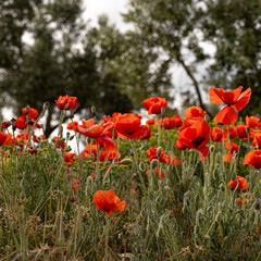 Backlit poppies in a sun-drenched field