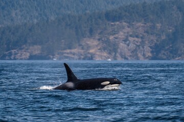Fototapeta premium Killer Whale Bella T099 of Orca Washington Spotted in Penn Cove Whidbey Island