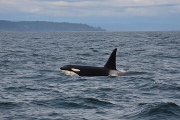 Fototapeta premium Killer Whale Bella, Transient Orca T099, Spotted in Penn Cove, Whidbey Island
