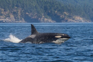 Killer Whale Bella Day: Transient Orca T099 in Penn Cove, Whidbey Island