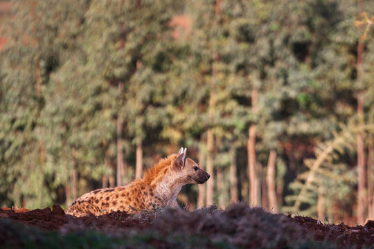 Spotted hyena (Crocuta crocuta) resting near Harar, Ethiopia, in a forested landscape at sunrise.
