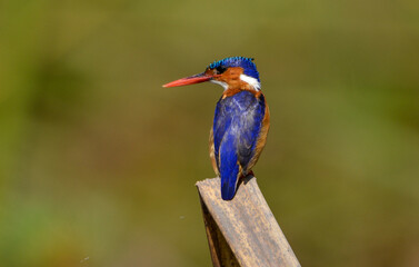 Martin Pêcheur Huppé, Alcedo Cristata, Afrique