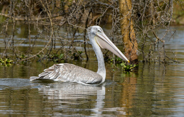 Pélican gris,Pelecanus rufescens, Pink backed Pelican, Parc national de Nakuru, Kenya