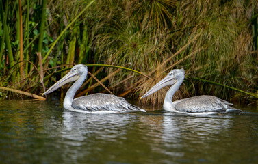 Pélican gris,Pelecanus rufescens, Pink backed Pelican, Parc national de Nakuru, Kenya