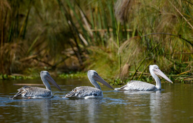 Pélican gris,Pelecanus rufescens, Pink backed Pelican, Parc national de Nakuru, Kenya
