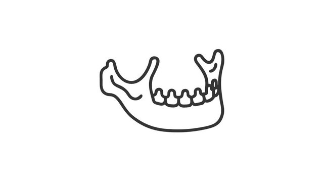 Gray mandibular bone line art on plain white background