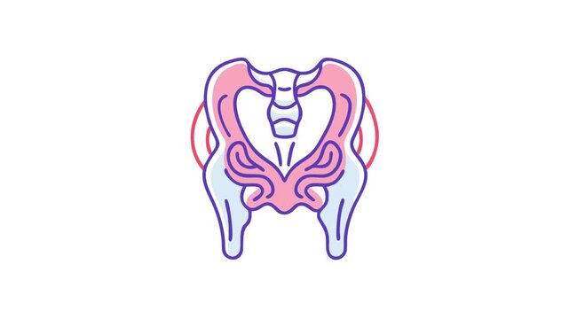 Colorful vector illustration of the human pelvic bone structure