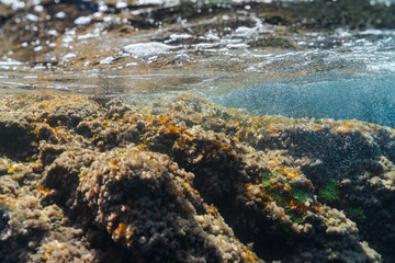 A detailed over-under split shot of the Mediterranean seabed covered in algae and rock at Saint-Jean-Cap-Ferrat, French Riviera.