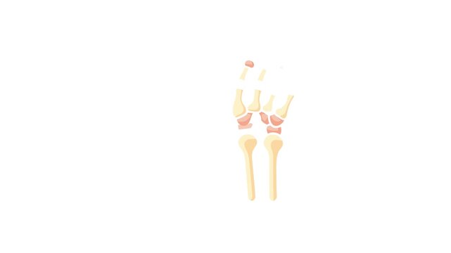 Illustration of two human hands with skeletal bone structure