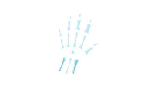 Stylized Hand Skeleton Anatomy Against white background Illustrative Graphic
