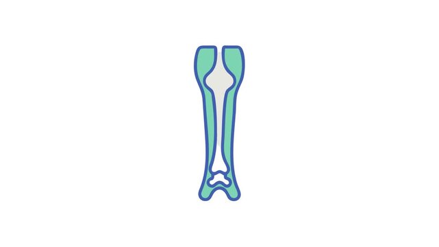 Stylized cross section illustration of a bone on white background