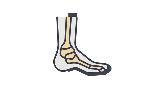 Human foot bones anatomy illustration on white background