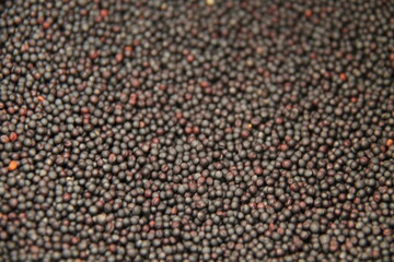 A Background Image of Fresh Oil Seed Rape.