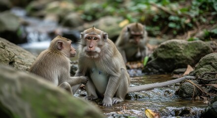 Obraz premium Intimate Monkey Family Portrait: Mother, Child, and Guardian in Forest Stream