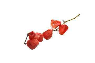 dry flower isolated on white background