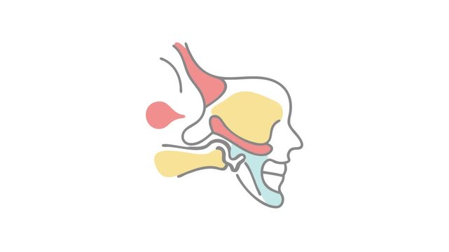 Anatomical illustration showing human sinuses on a white background