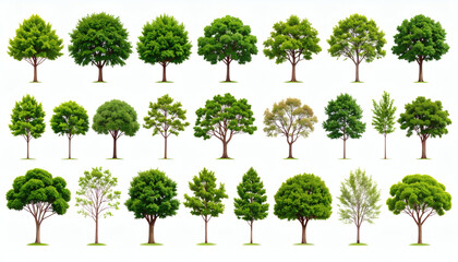 Collection of trees isolated on white background for landscape design, natural elements, and digital environment visualization