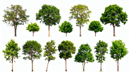 Collection of trees isolated on white background for landscape design, natural elements, and digital environment visualization