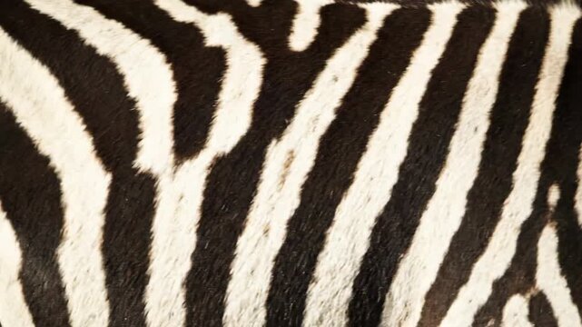 Closeup of zebra showing black and white striped pattern