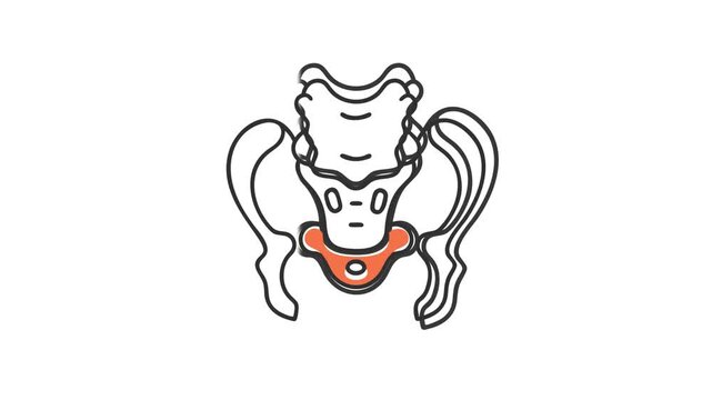 Minimalist illustration of human pelvic bone anatomy on white
