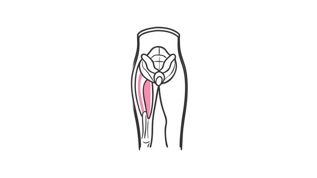 Human leg anatomy with tensor fasciae latae muscle highlighted