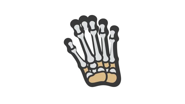 Stylized bone hand skeleton anatomy vector flat design illustration