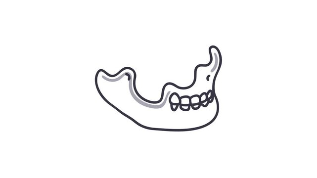 Illustration of human mandible skeletal structure on white background