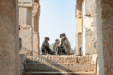 Northern plains gray langur ape family, Semnopithecus entellus monkey in a temple, wildlife of Hampi India, jungle and rainforest animal in city