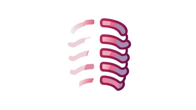 Rib cage medical illustration isolated on white background