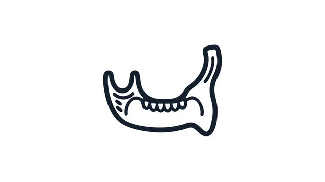 Stylized vector outline of human mandible on white background