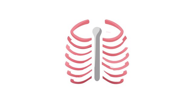 Ribcage and sternum flat vector illustration for medical purposes