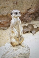 Alert meerkat standing on hind legs atop a light colored rock. Close-up portrait of a wild meerkat in a sandy habitat. African desert mammal Suricata suricatta upright and watchful in natural setting