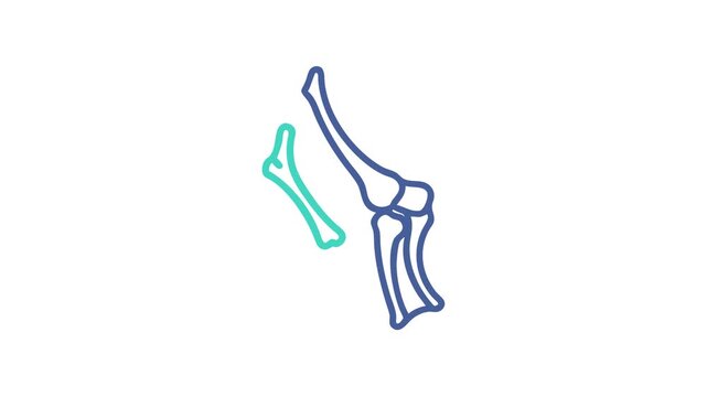 Human knee joint bones illustration on white background anatomy