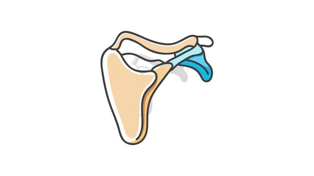 Anatomical illustration showing the human scapula bone for educational use
