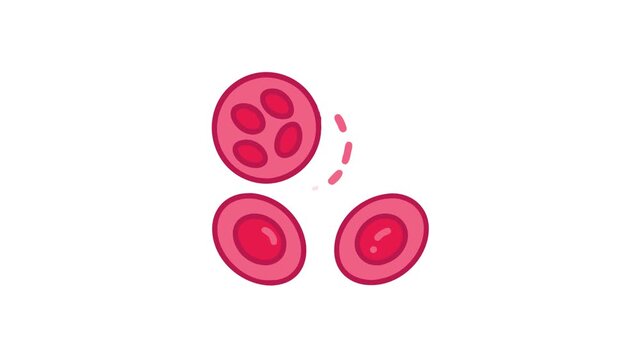 Simplified red and white blood cell illustration on white background