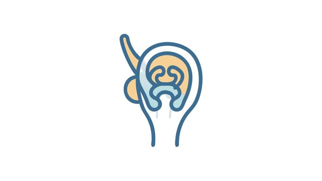 Ear Anatomy Illustration with Simplified Design on white background